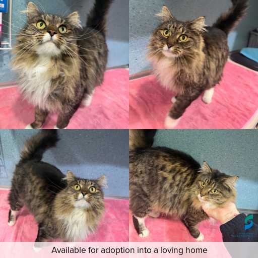 Photo of cat with ID of : C260590.
