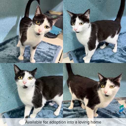 Photo of cat with ID of : C260611.