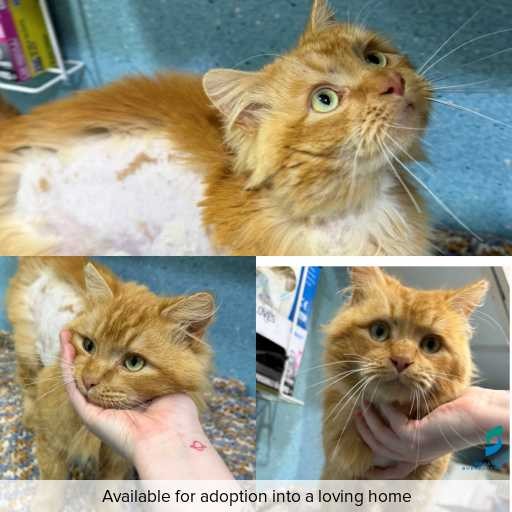 Photo of cat with ID of : C260726.