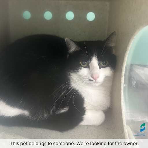 Photo of cat with ID of : C260745.