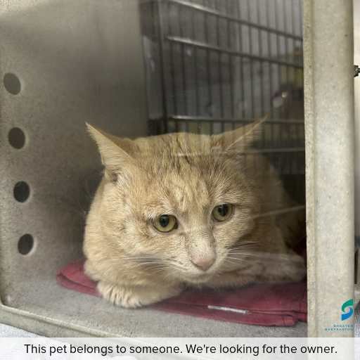 Photo of cat with ID of : C260748.