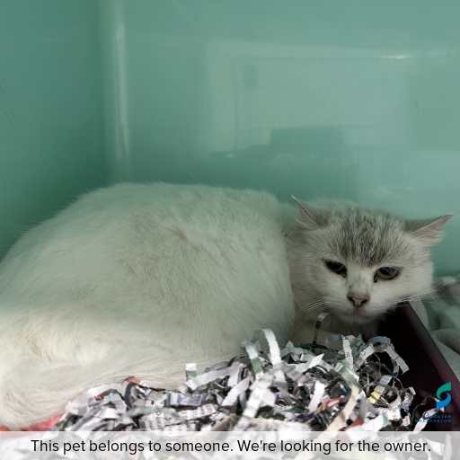 Photo of cat with ID of : C260754.