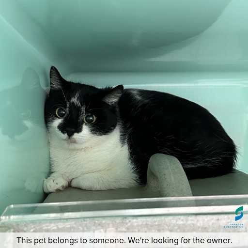 Photo of cat with ID of : C260755.
