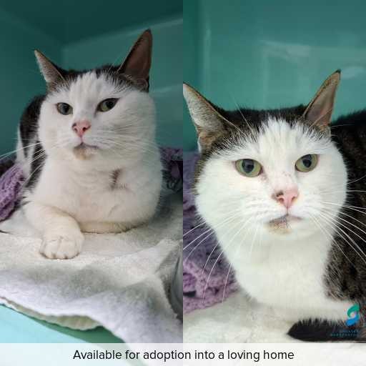 Photo of cat with ID of : C260758.