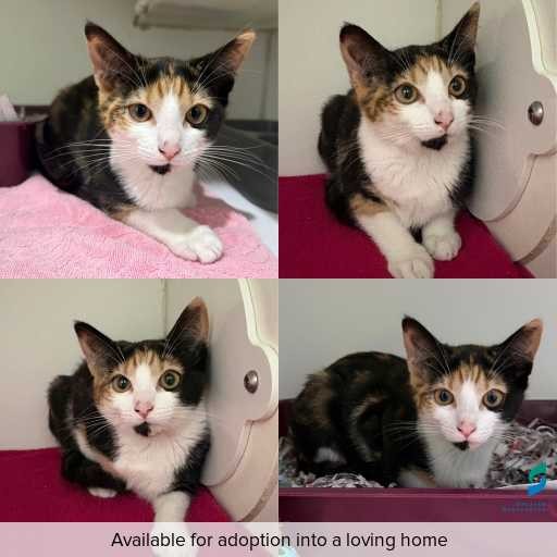 Photo of cat with ID of : C260764.
