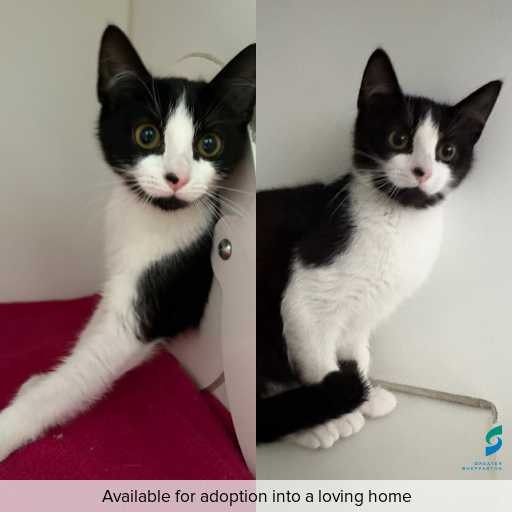 Photo of cat with ID of : C260765.