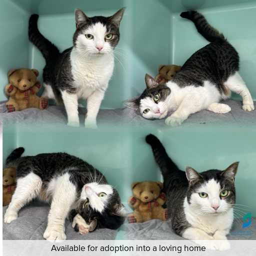 Photo of cat with ID of : C260773.