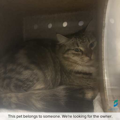 Photo of cat with ID of : C260794.