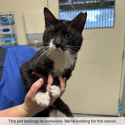 Photo of cat with ID of : C260798.