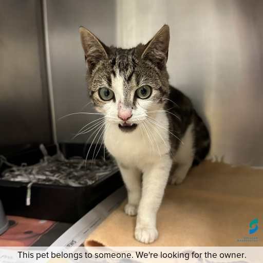 Photo of cat with ID of : C260801.