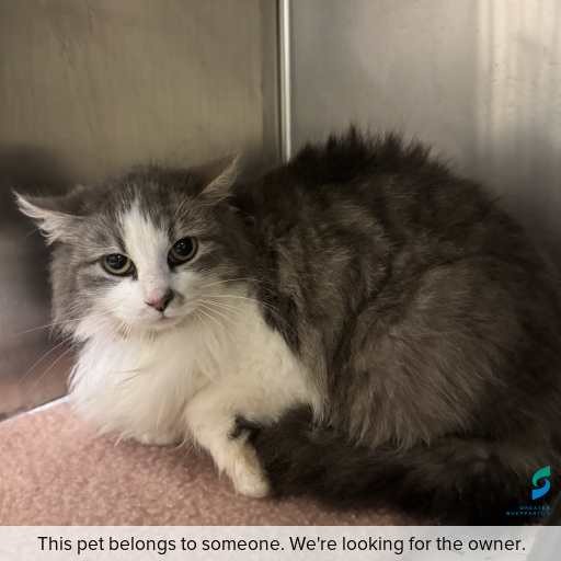 Photo of cat with ID of : C260802.