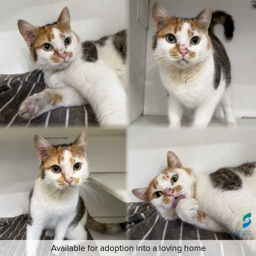Photo of cat with ID of : C260806.
