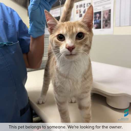 Photo of cat with ID of : C260916.