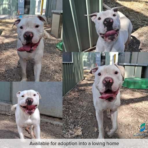 ID: D250137 Photo of this dog.
