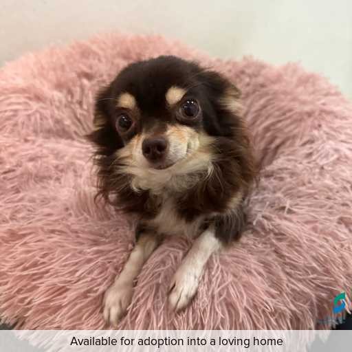 ID: D250199 Photo of this dog.