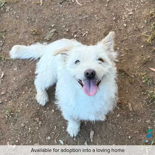 ID: D250209 Photo of this dog.