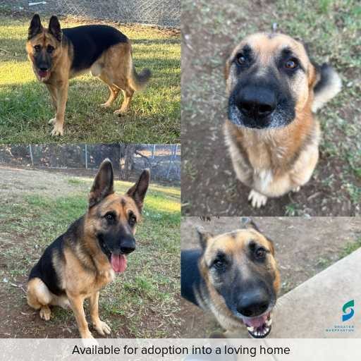 ID: D250212 Photo of this dog.