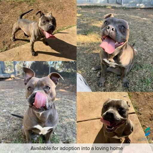 ID: D250213 Photo of this dog.