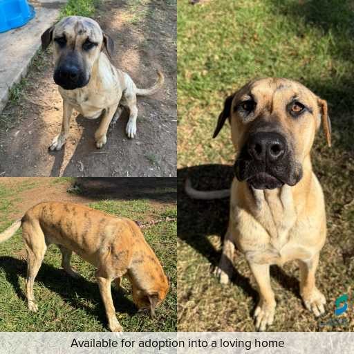 ID: D250220 Photo of this dog.