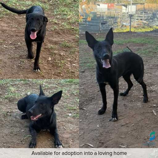 ID: D250222 Photo of this dog.