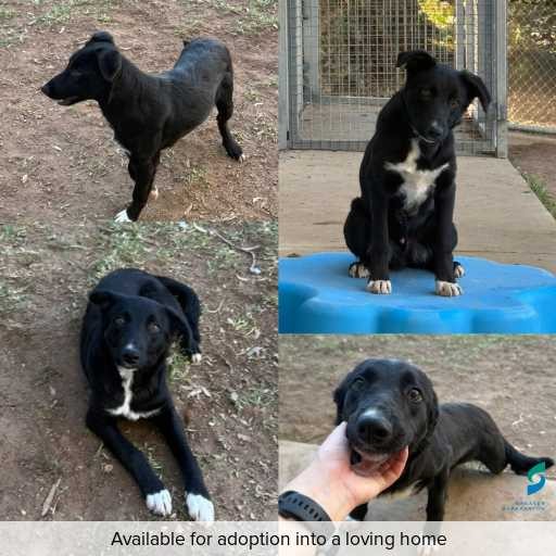 ID: D250223 Photo of this dog.