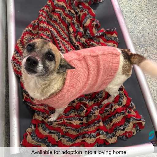 ID: D250227 Photo of this dog.