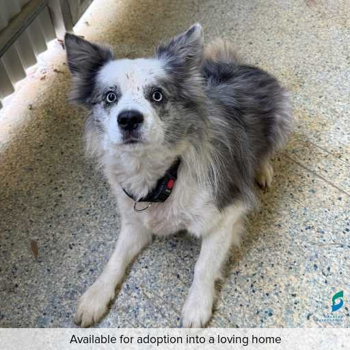 ID: D250240 Photo of this dog.