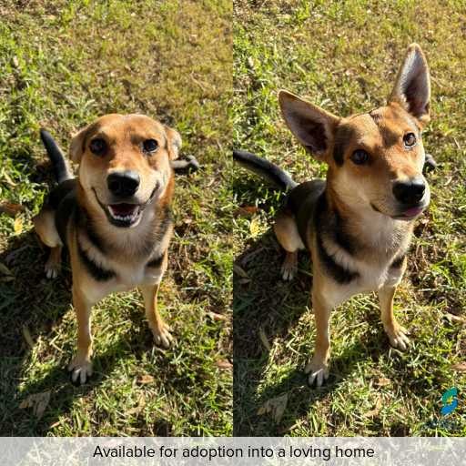 ID: D250248 Photo of this dog.