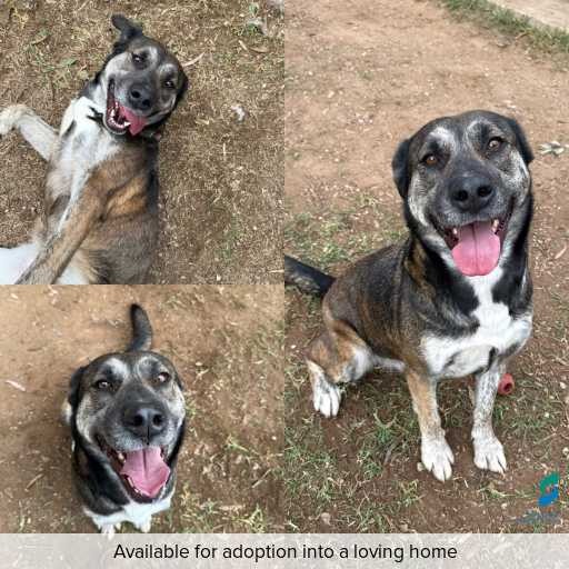ID: D250267 Photo of this dog.