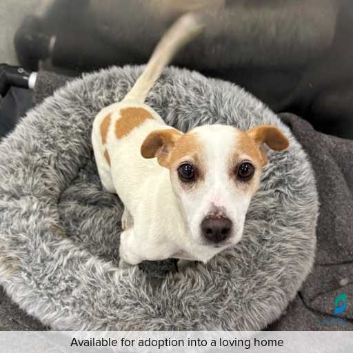 ID: D250280 Photo of this dog.