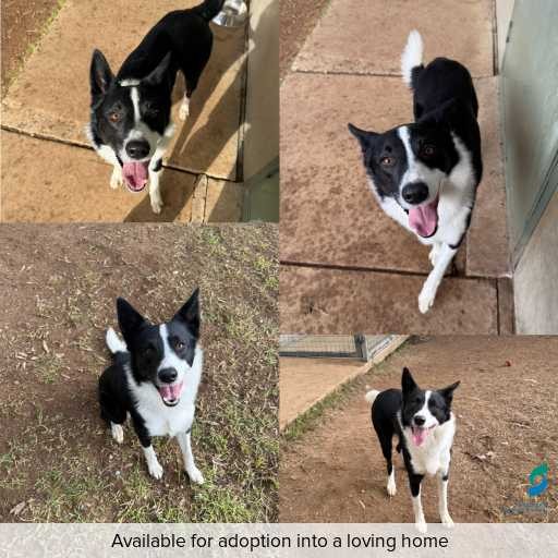 ID: D250314 Photo of this dog.