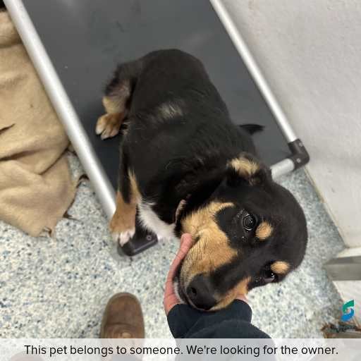 Photo of dog with ID of : D250461.