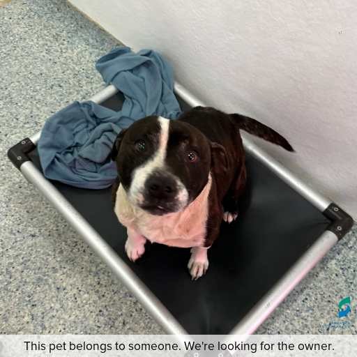 Photo of dog with ID of : D250462.