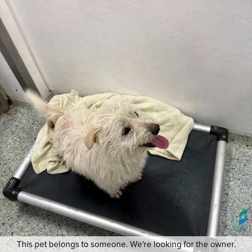Photo of dog with ID of : D250551.