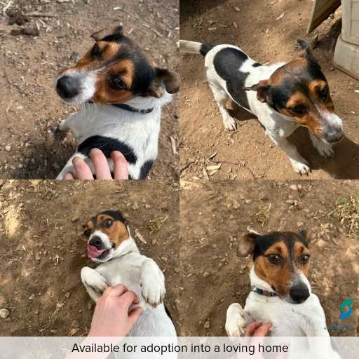 Photo of dog with ID of : D250651.