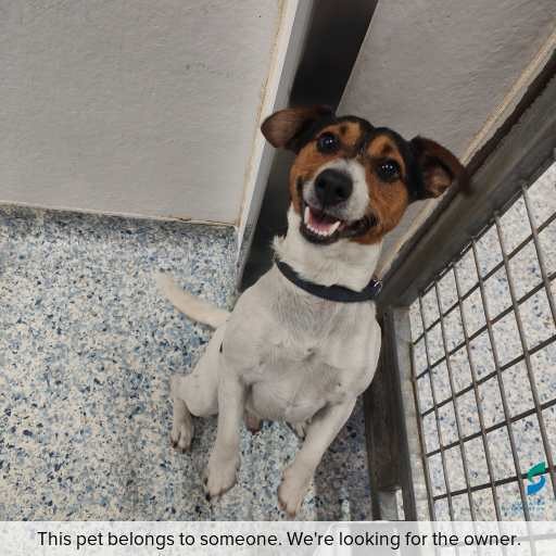 Photo of dog with ID of : D250651.