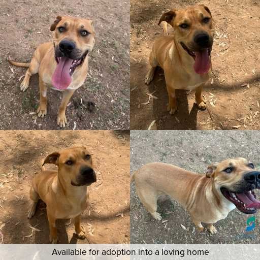 Photo of dog with ID of : D250659.