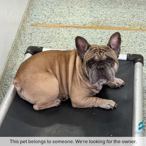 Photo of dog with ID of : D250660.