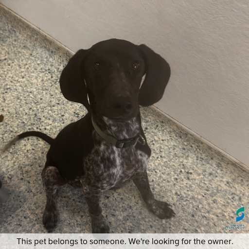 Photo of dog with ID of : D250675.