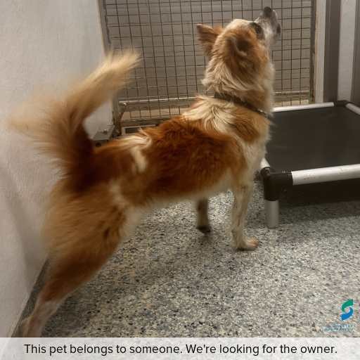 Photo of dog with ID of : D260014.