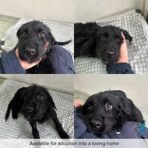 Photo of dog with ID of : D260146.