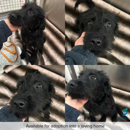 Photo of dog with ID of : D260147.