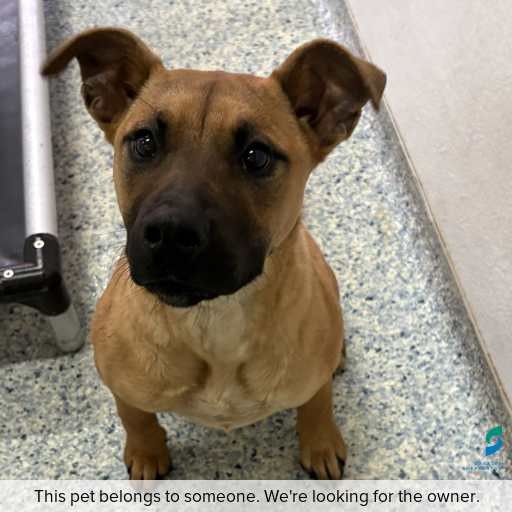 Photo of dog with ID of : D260473.