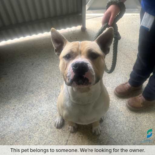 Photo of dog with ID of : D260545.