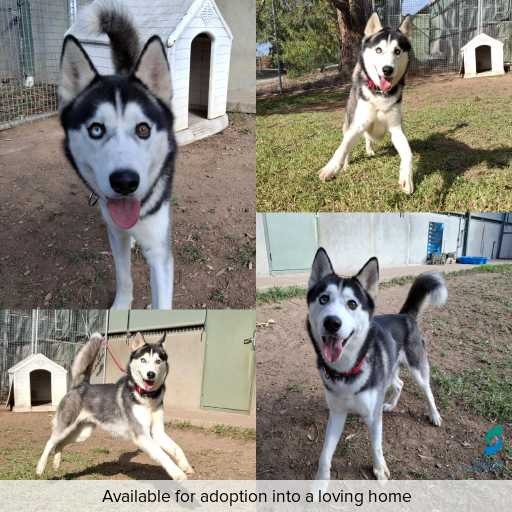 ID: D250175 Photo of this dog.