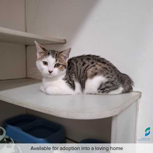 ID: C250213 Photo of this cat.
