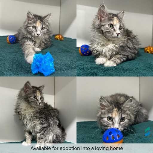 Photo of cat with ID of : C260496.
