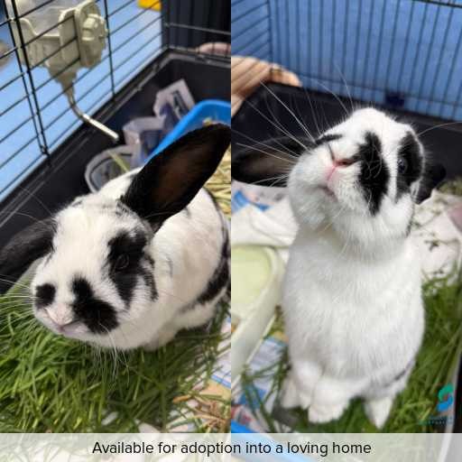 Photo of other with ID of : L899.