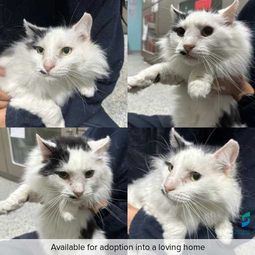 Photo of cat with ID of : C260167.