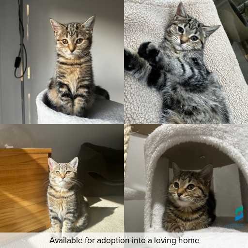 ID: C250232 Photo of this cat.